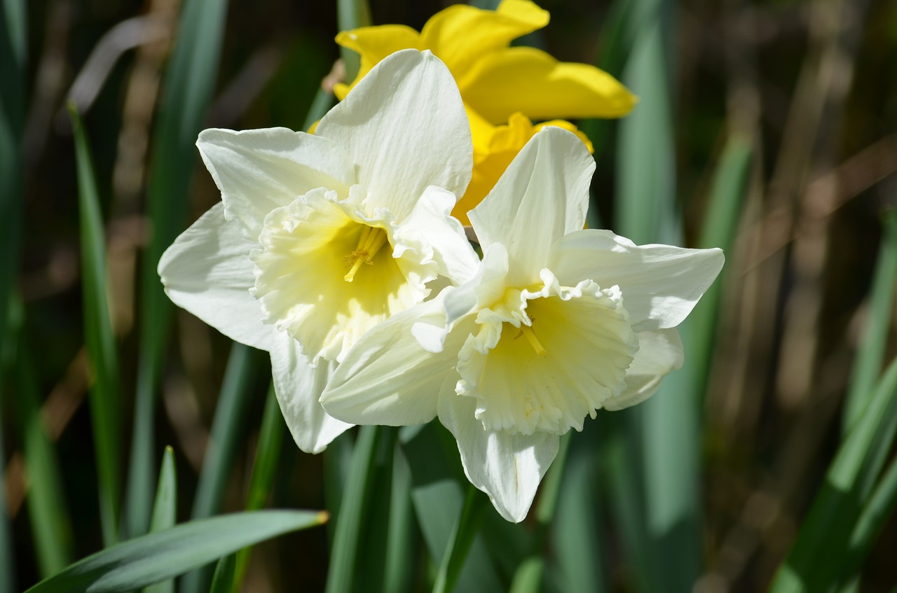 daffodil narcissus flower free photo