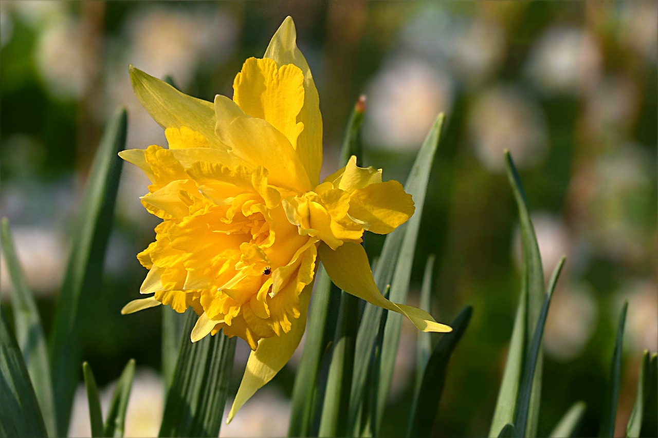 daffodil flower nacissus spring free photo