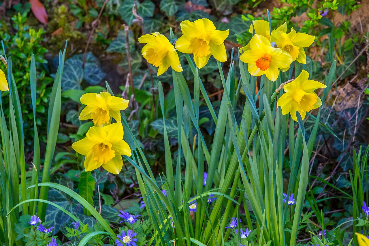daffodil narcissus easter free photo