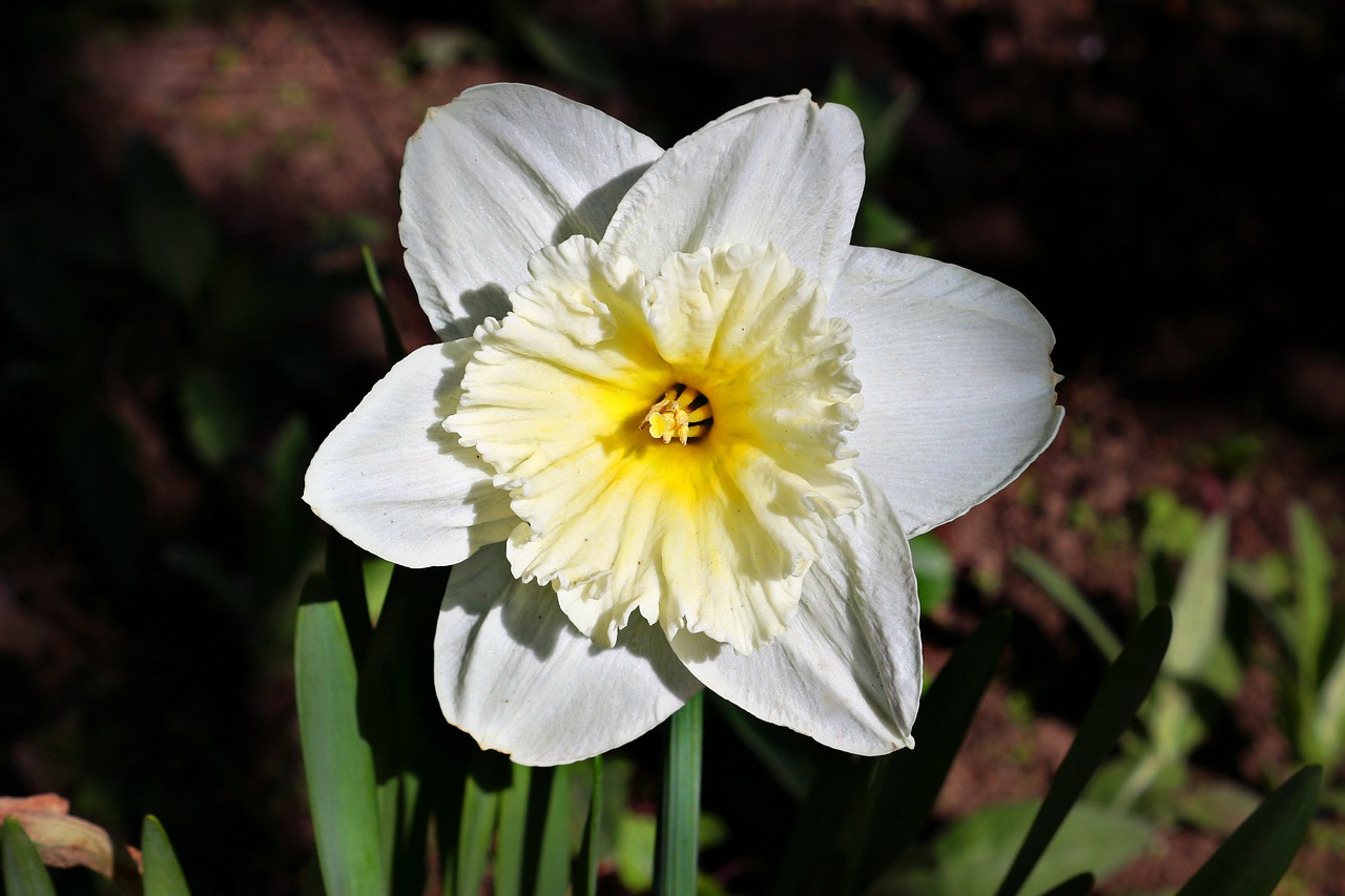 daffodil spring flowers free photo