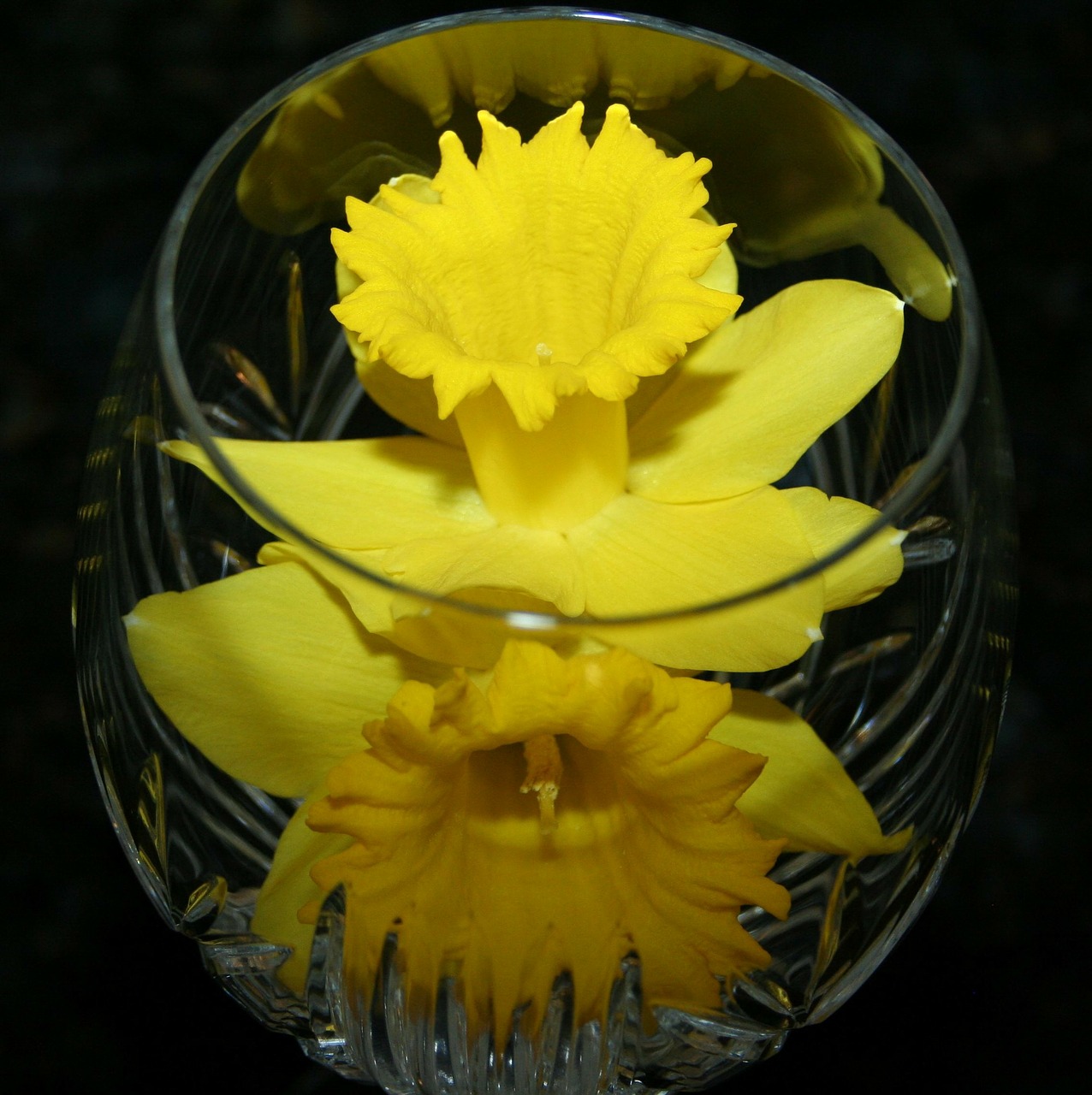daffodil jonquil vase free photo