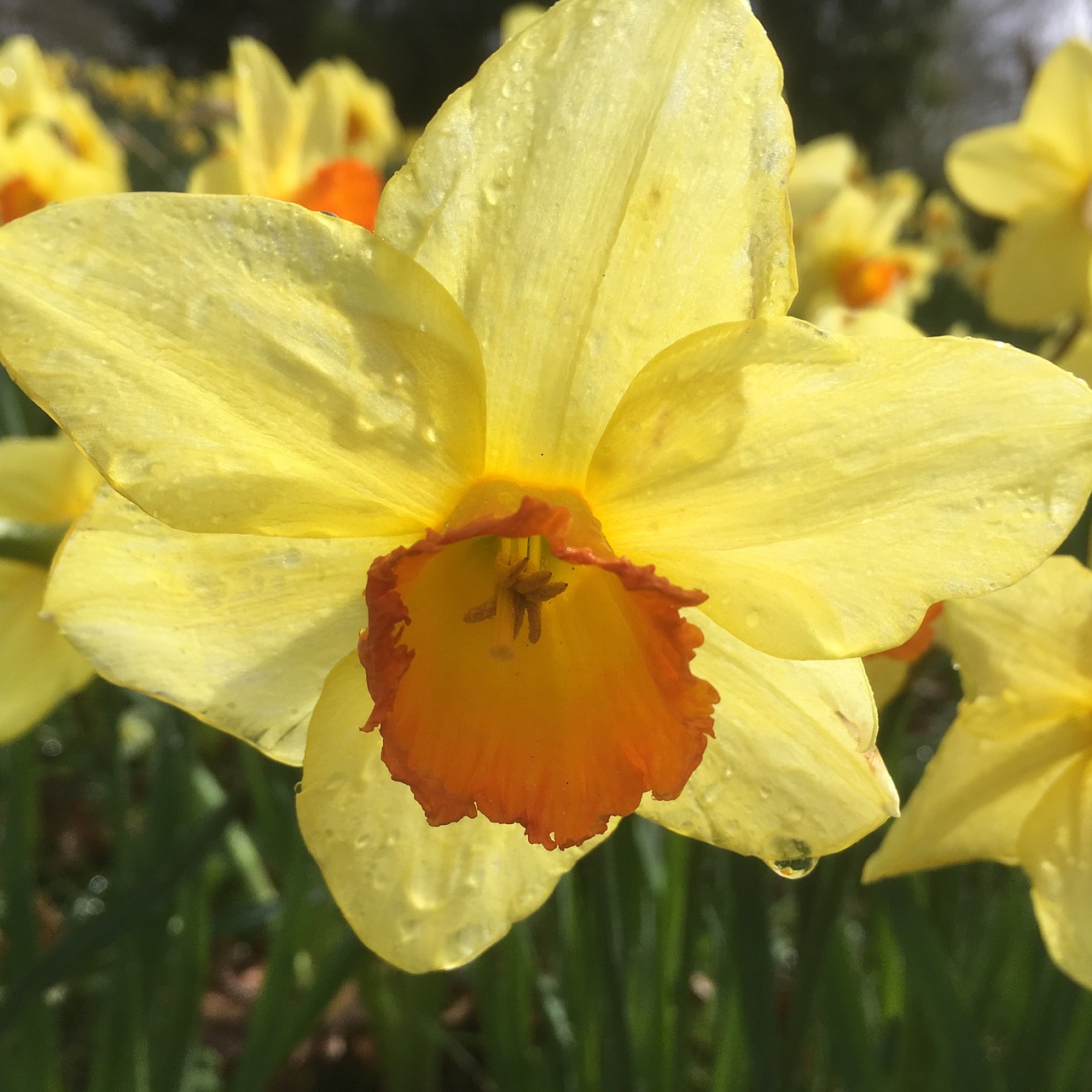 daffodil flower raindrop free photo
