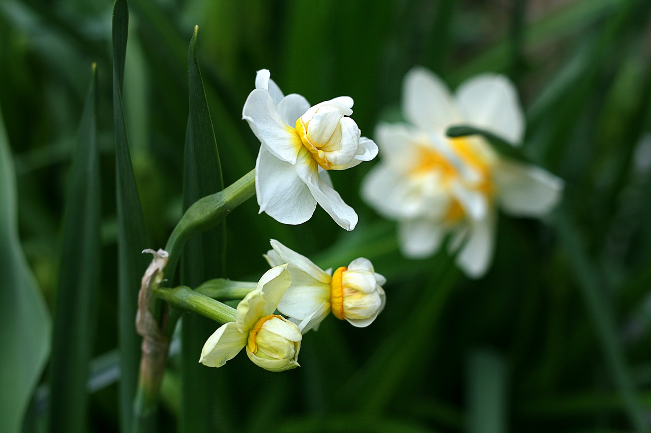 daffodil spring nature free photo