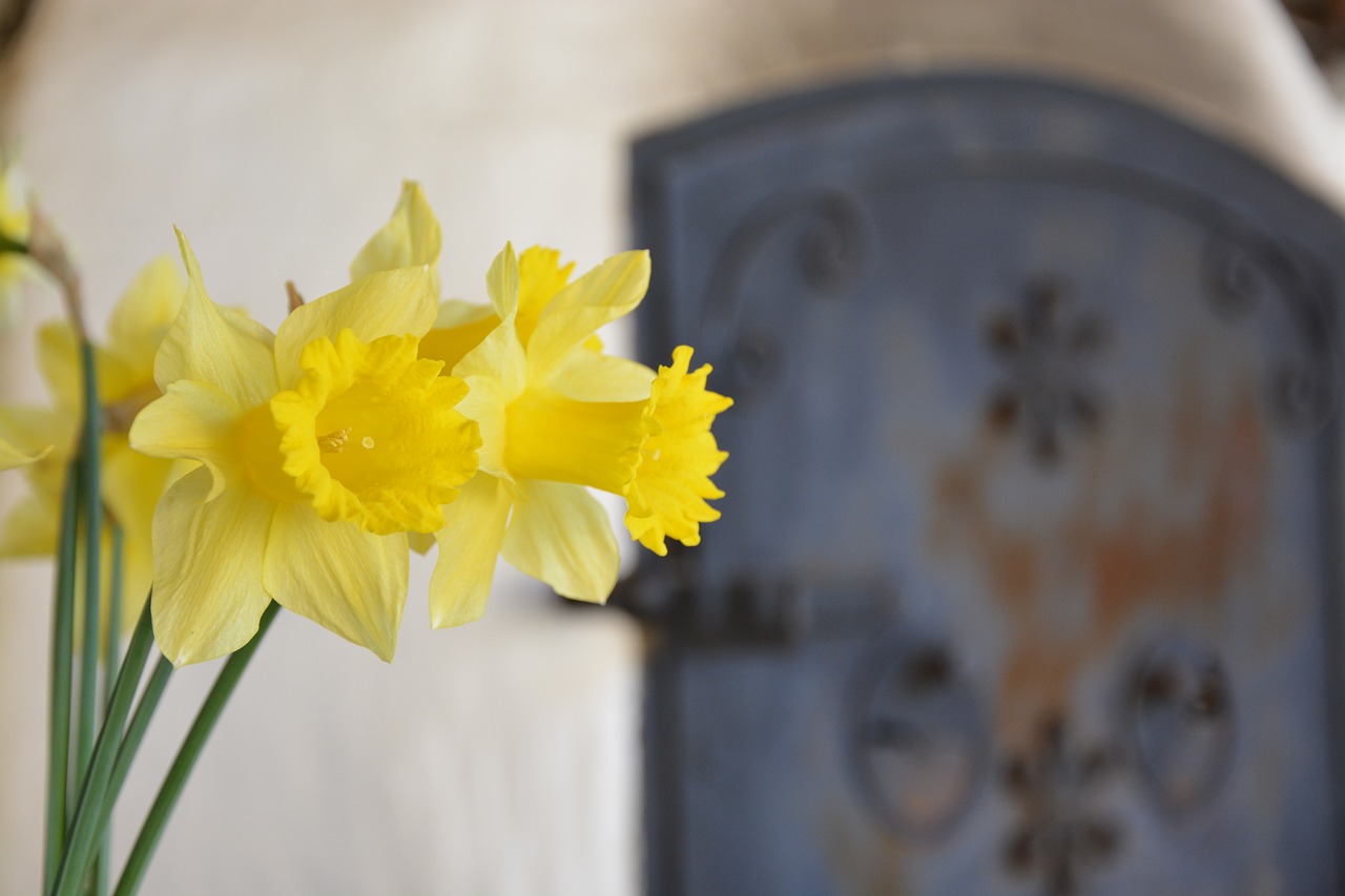 daffodil yellow green free photo