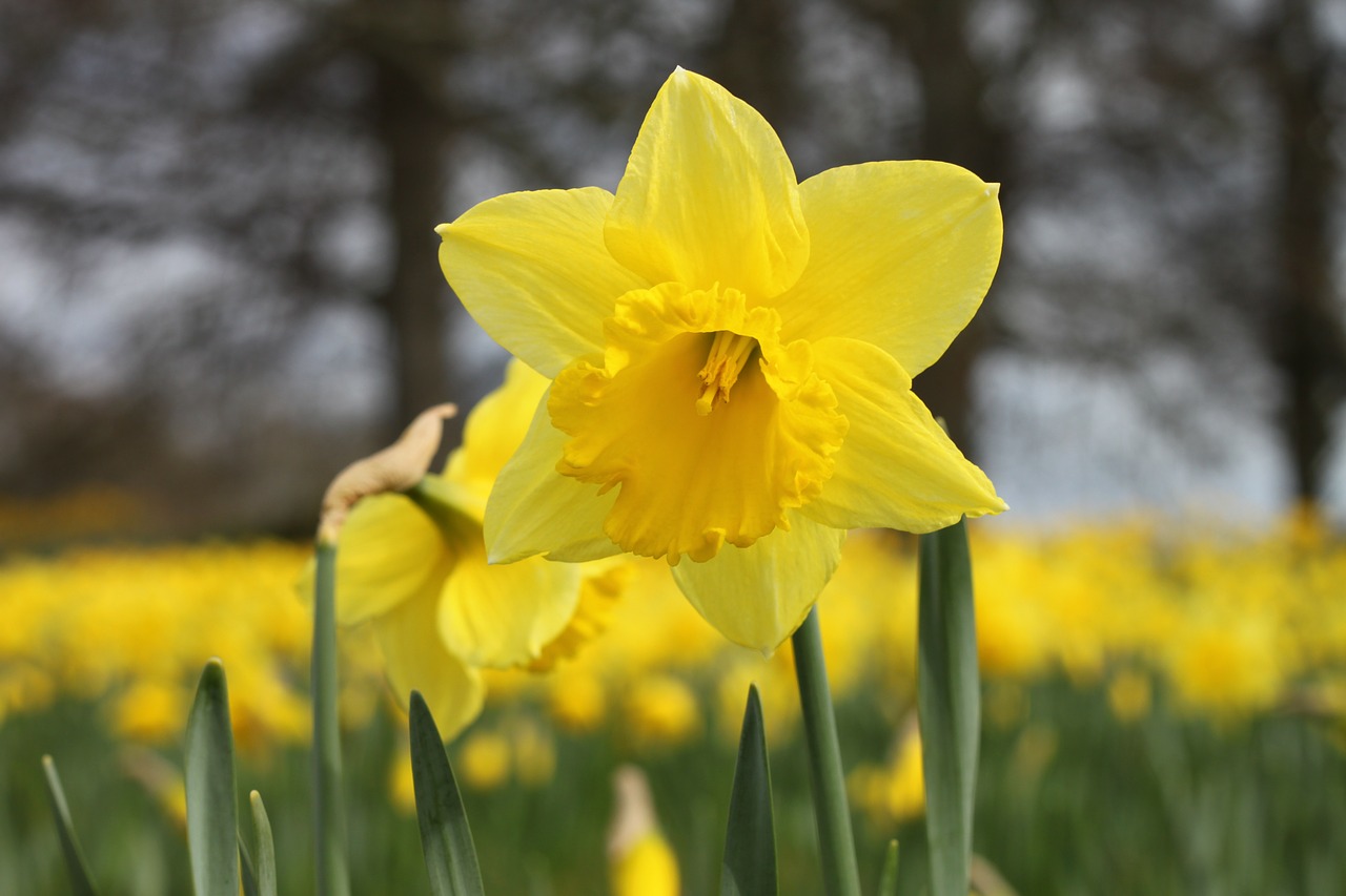 daffodil bloom easter free photo
