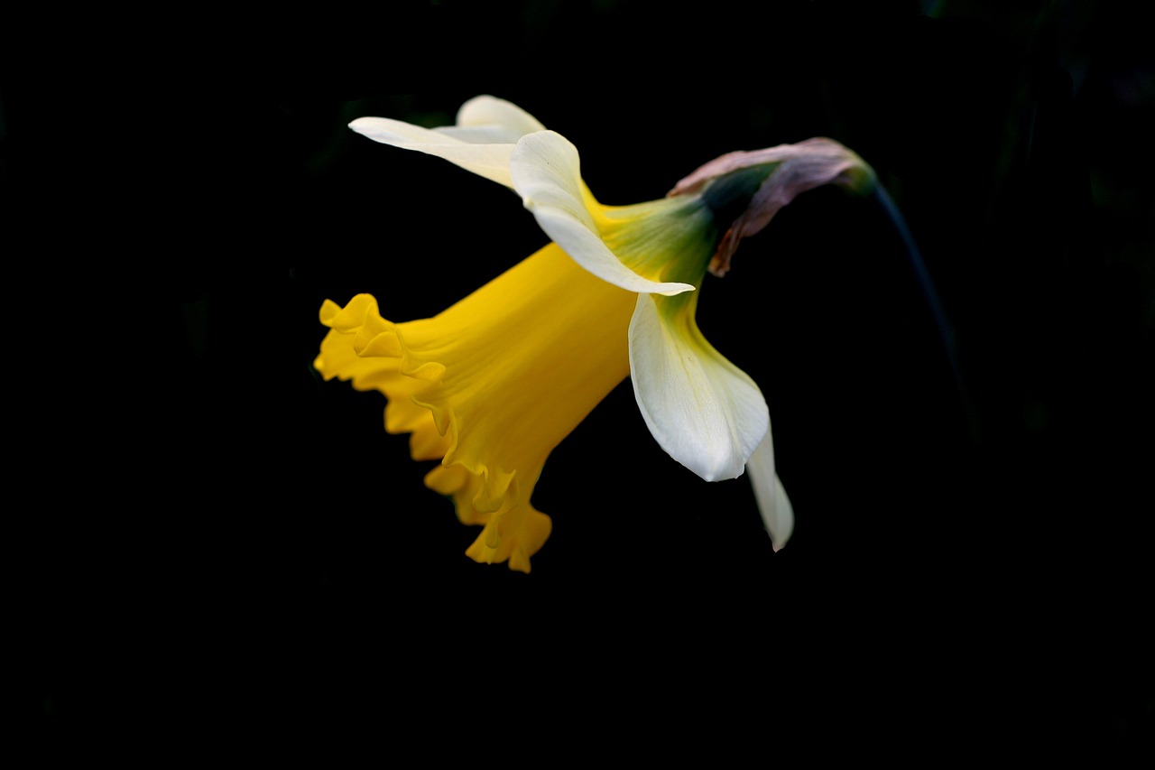 daffodil spring black background free photo