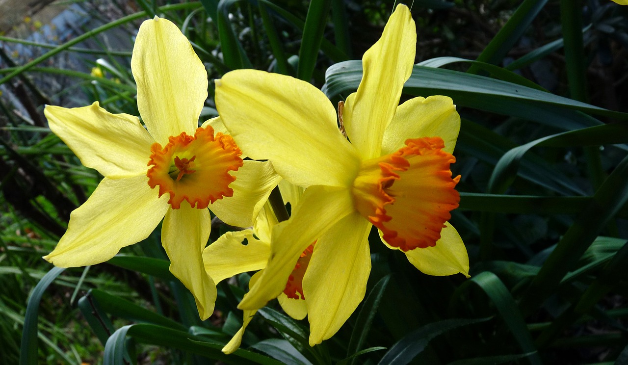 daffodil spring narcissus free photo