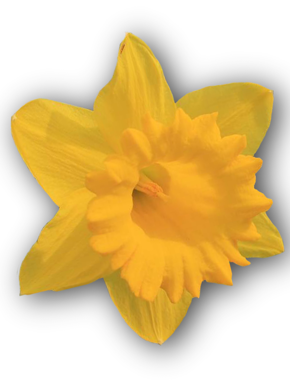 daffodil yellow isolated free photo