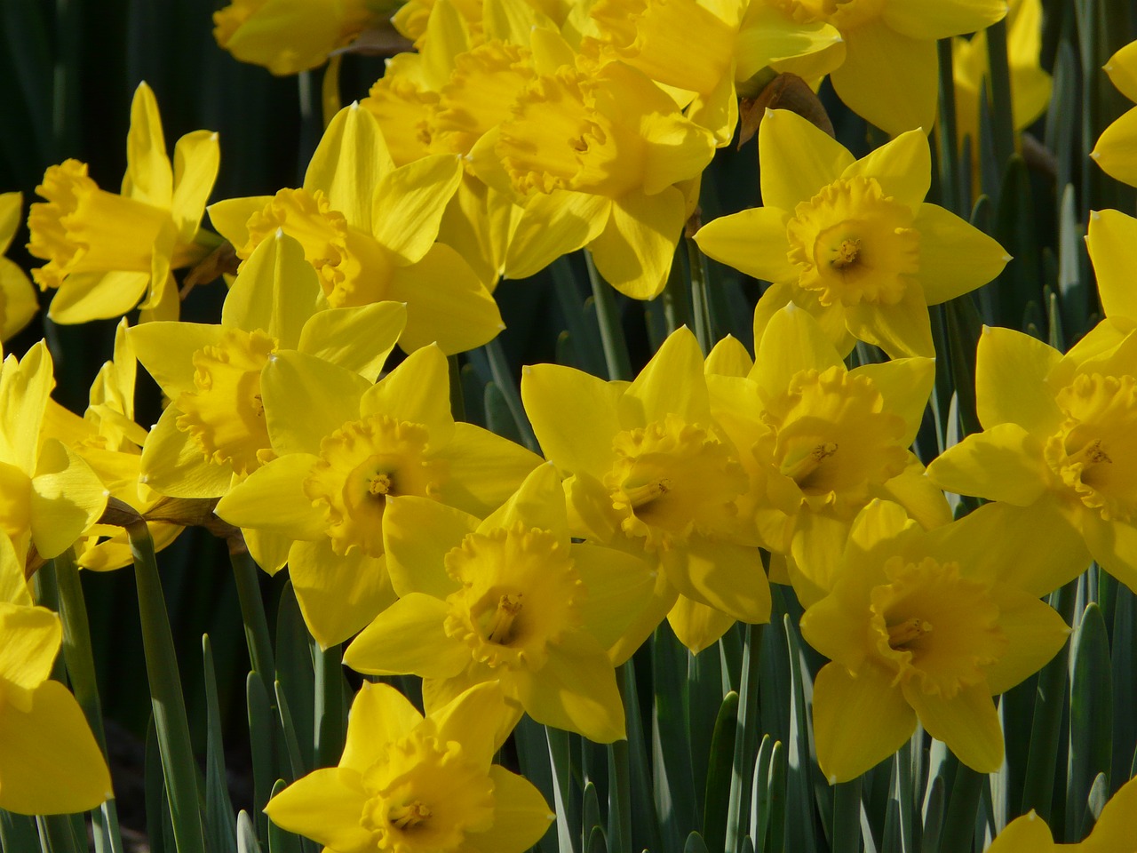 daffodil spring yellow free photo