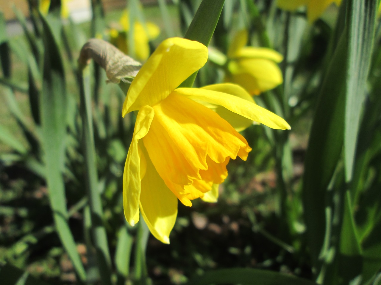 daffodil yellow daffodil easter lilies free photo