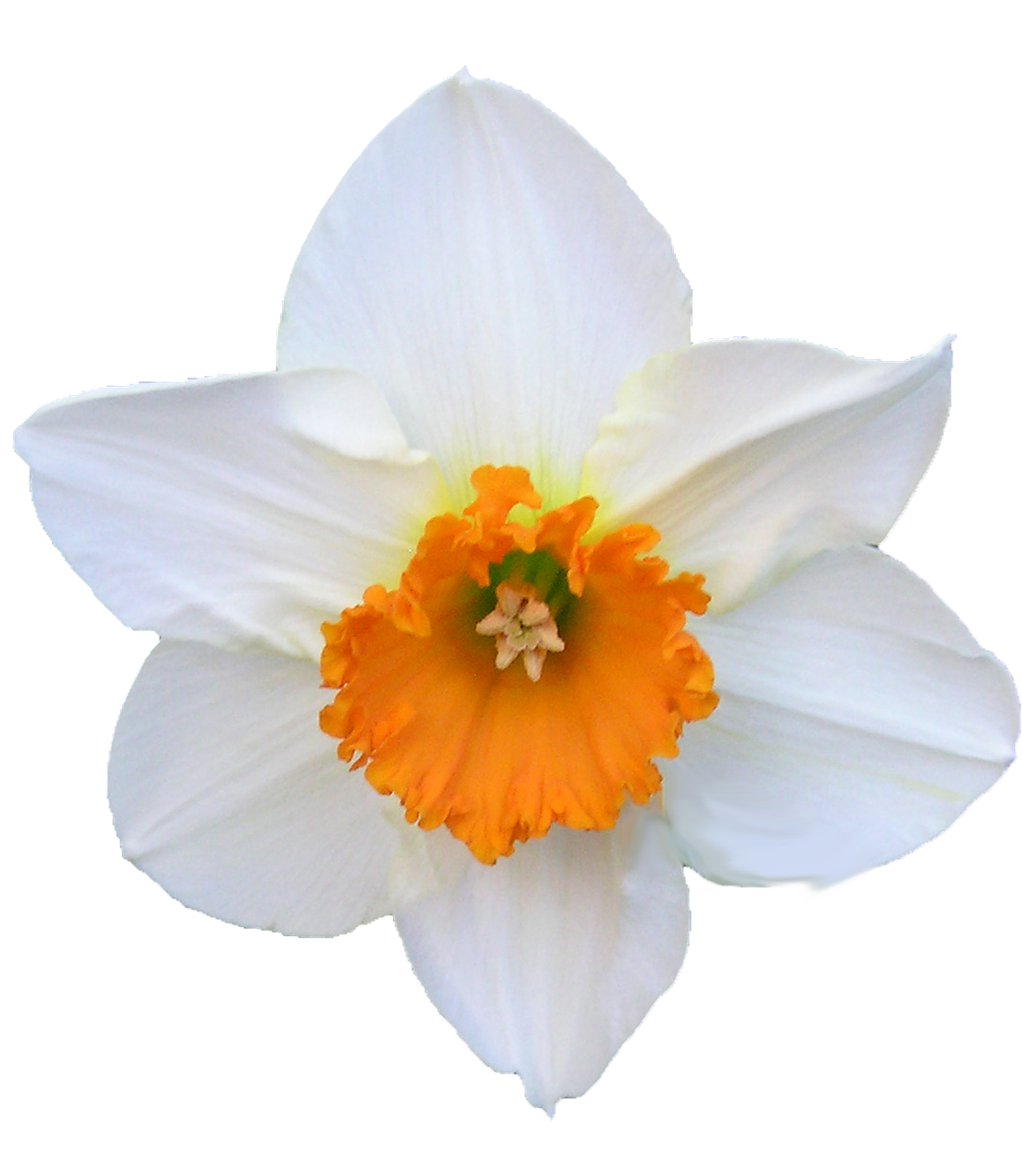 daffodil white and orange free photo