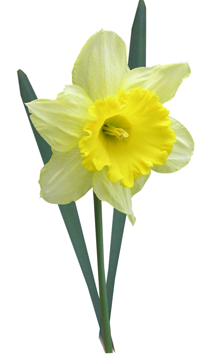daffodil with leaves stem free photo