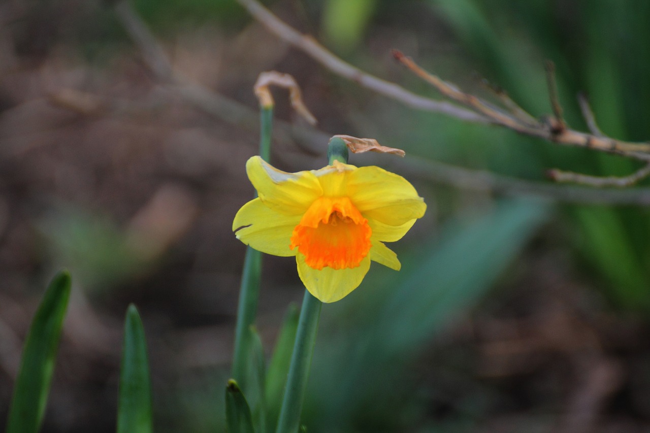 daffodil flower yellow free photo