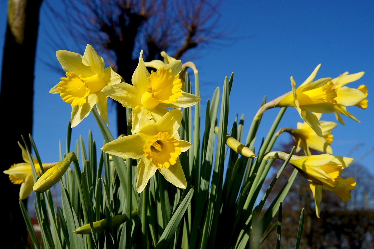 daffodil narcissus blossom free photo