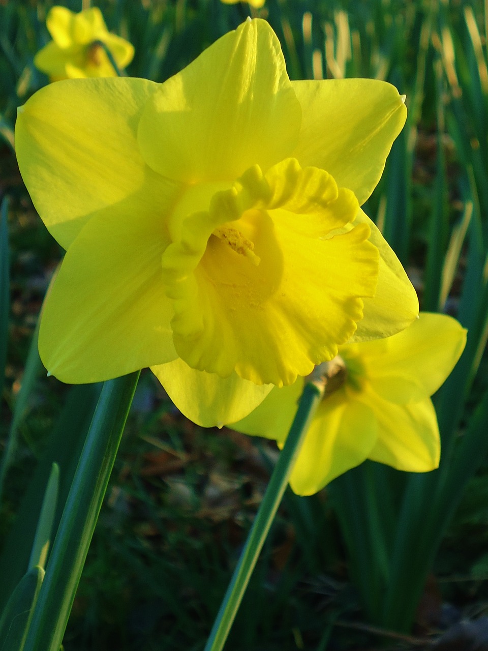 daffodil daffodils yellow free photo