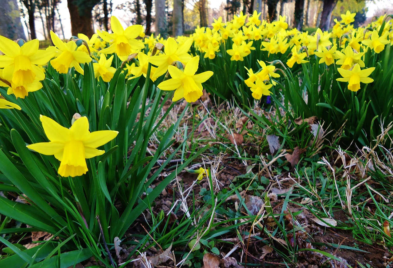 daffodil daffodils yellow free photo