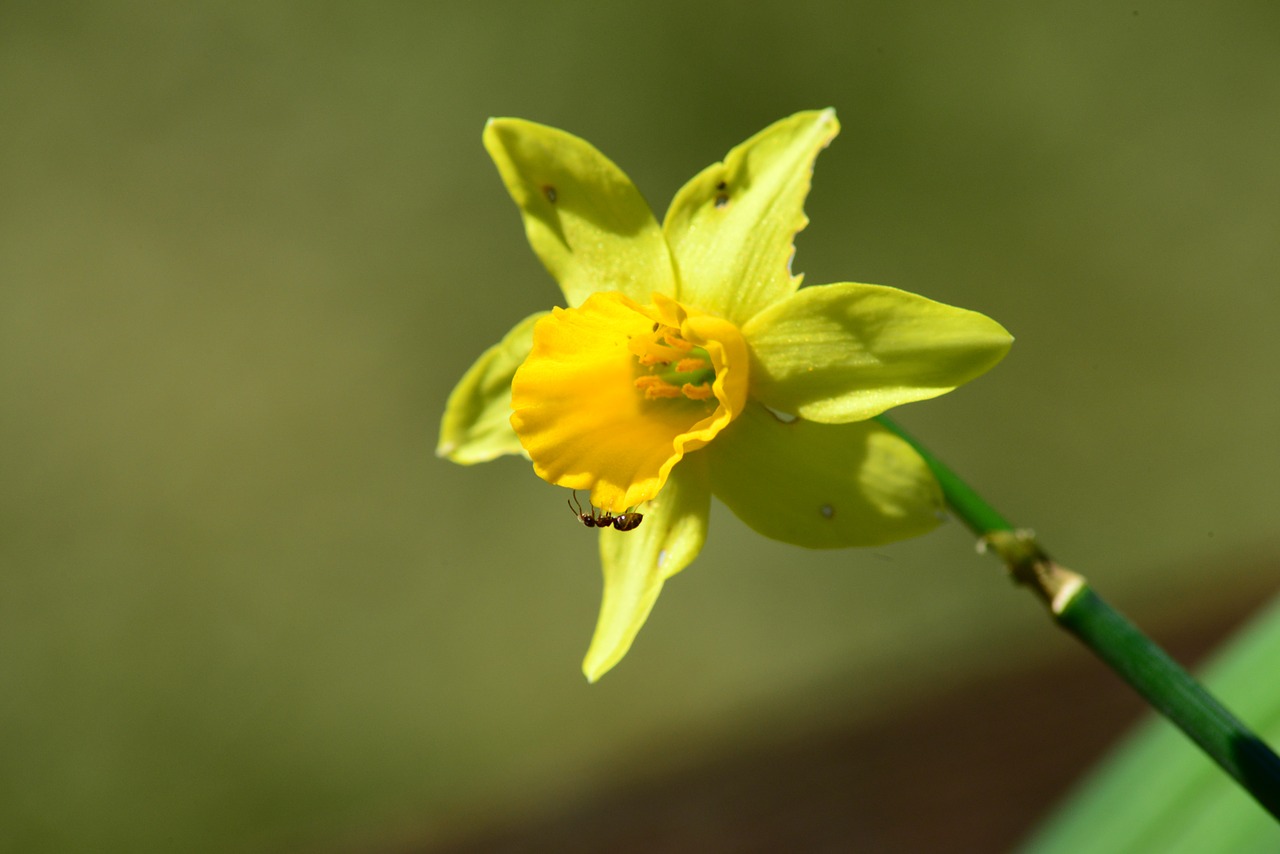 daffodil narcissus pseudonarcissus ant free photo