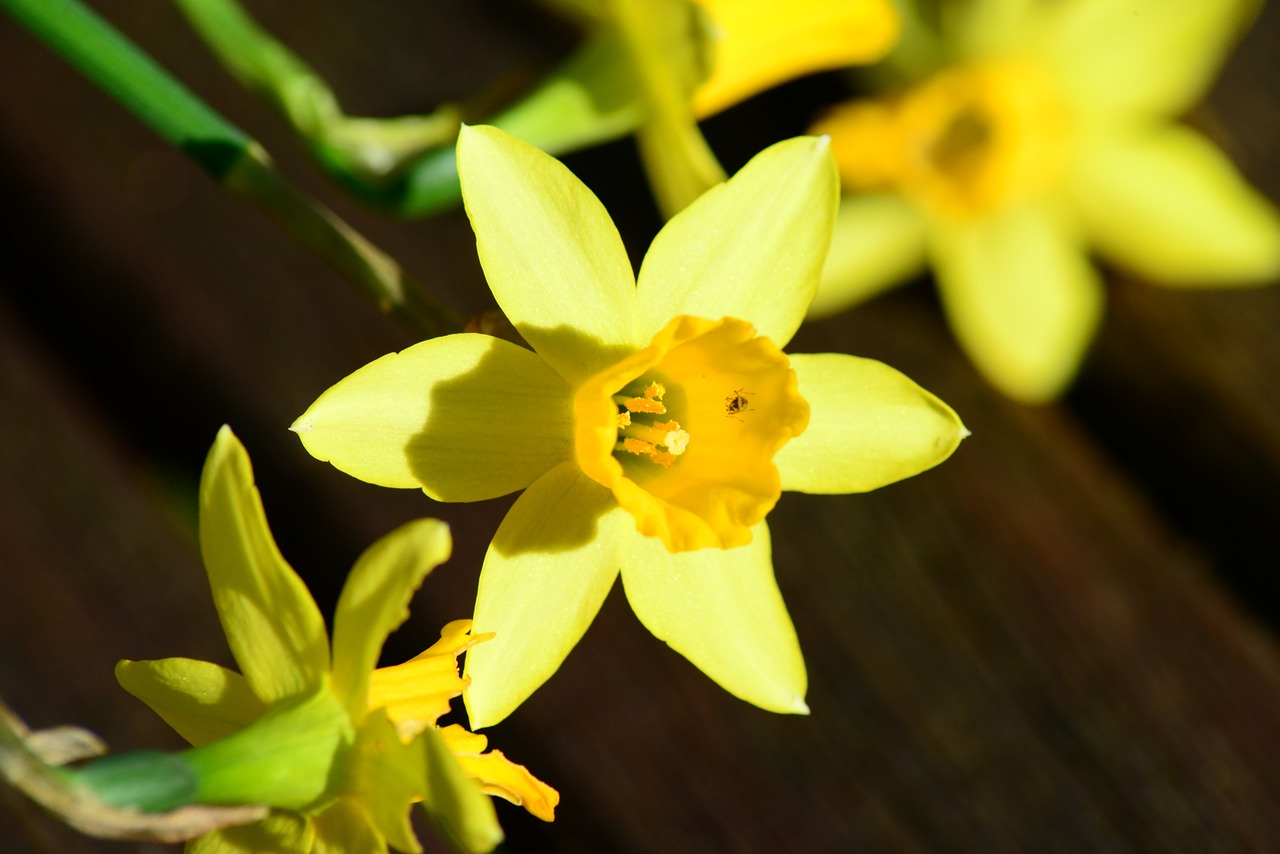 daffodil dwarf daffodil narcissus pseudonarcissus free photo