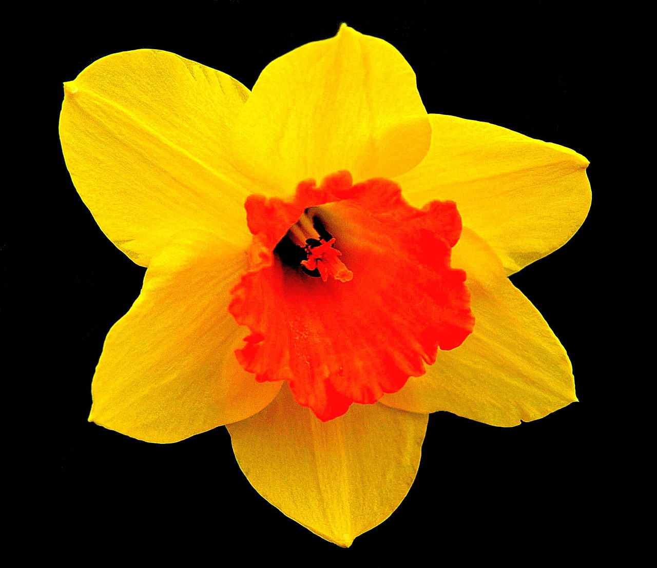 daffodil blossom bloom free photo
