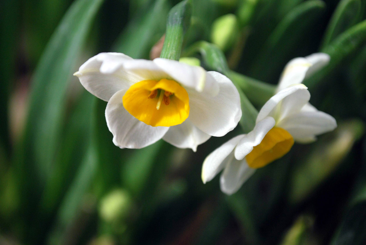 daffodil narcissus flower free photo