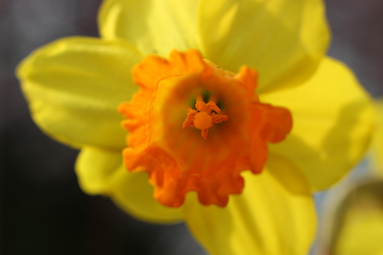 daffodil narcissus spring free photo