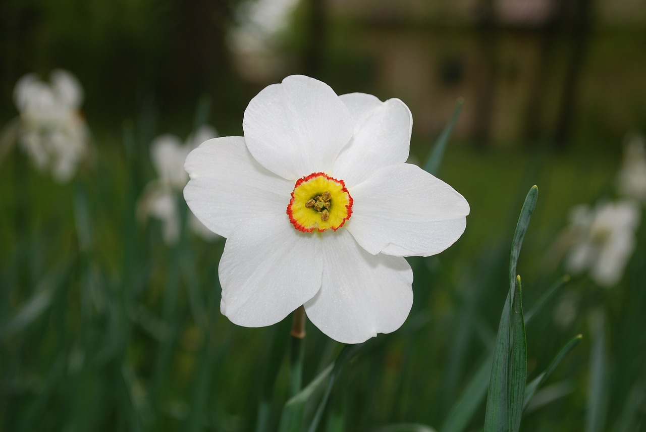 daffodil flower blossom free photo