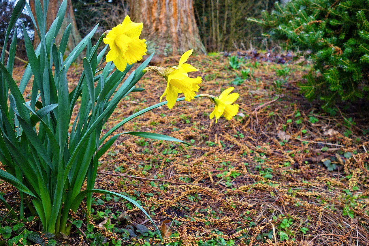 daffodil flower bloom free photo