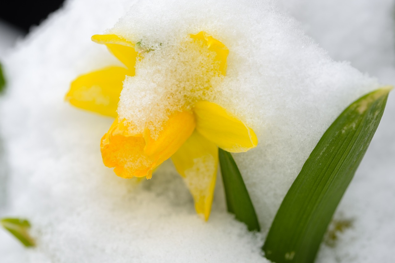 daffodil narcissus blossom free photo