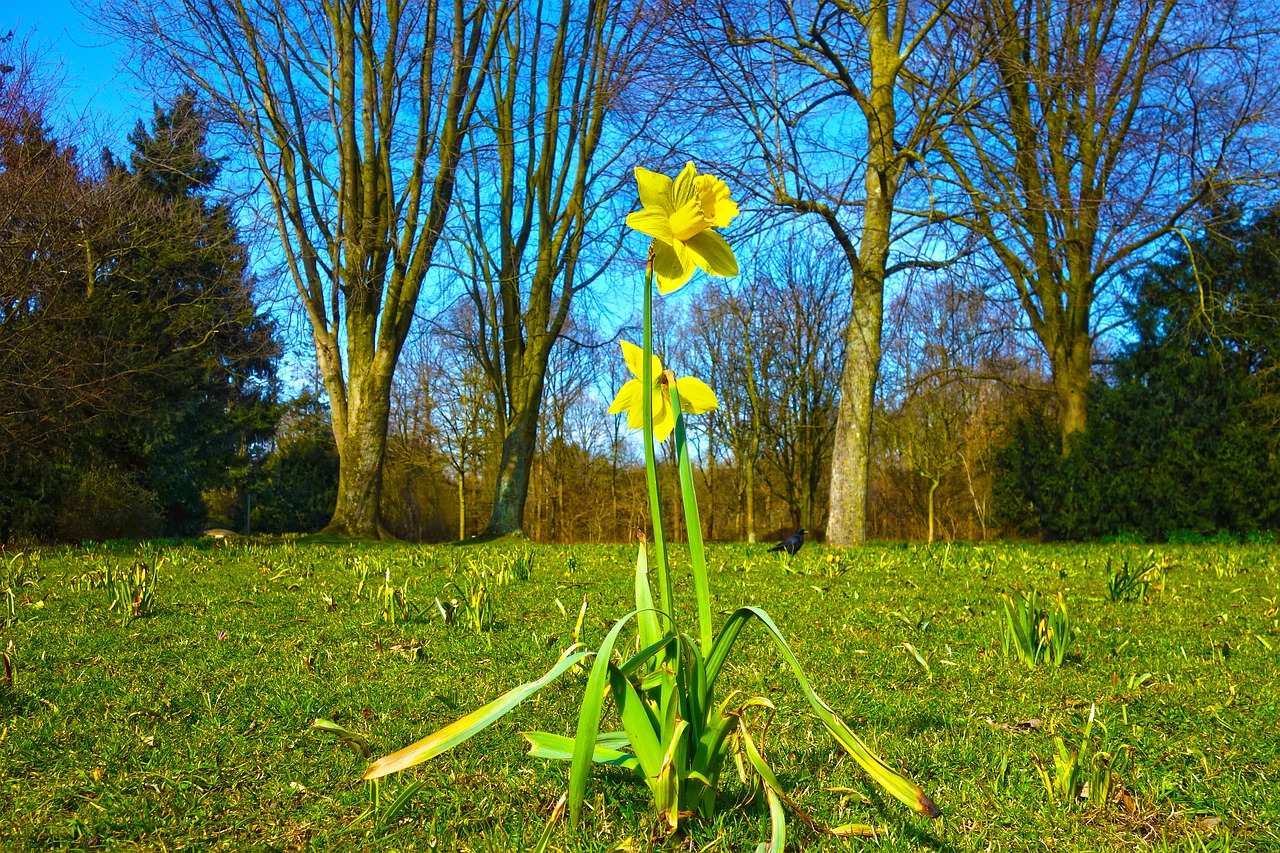 daffodil flower plant free photo