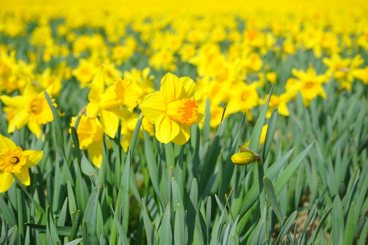 daffodil nazisse flower free photo