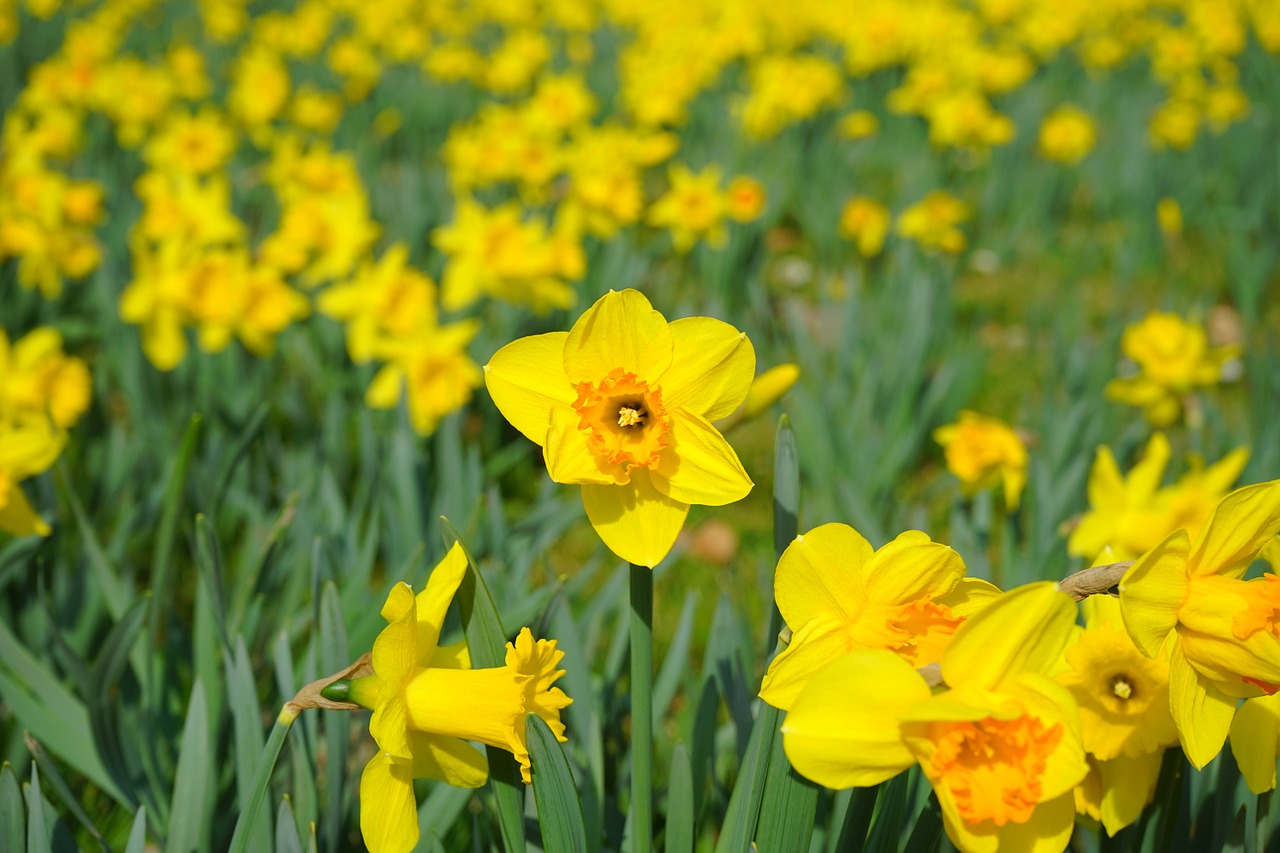 daffodil nazisse flower free photo
