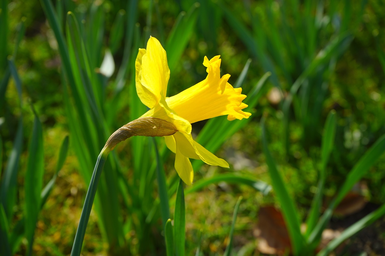 daffodil nazisse flower free photo
