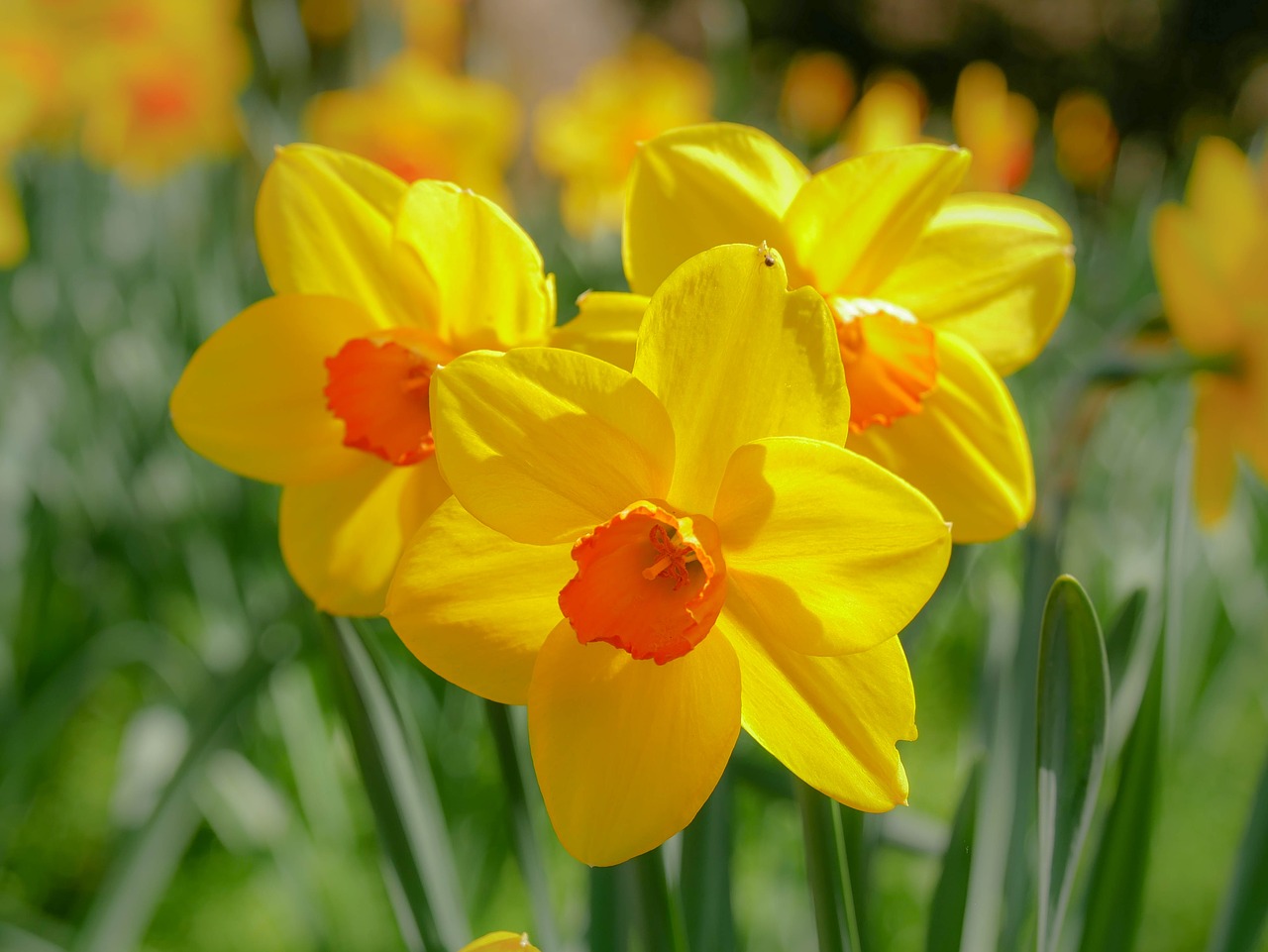 Yellow Daffodil Flower Instant Download Digital (Instant Download) 