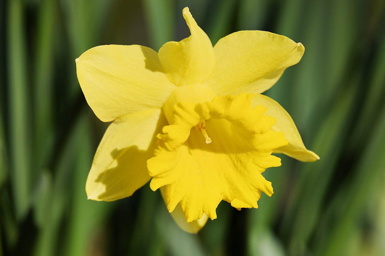 daffodil narcissus flower free photo