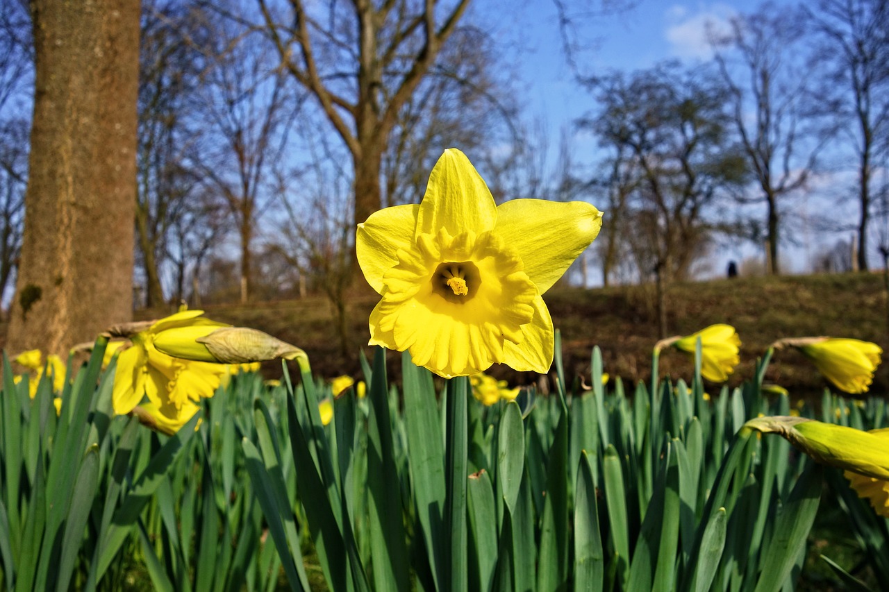 daffodil narcissus flower free photo