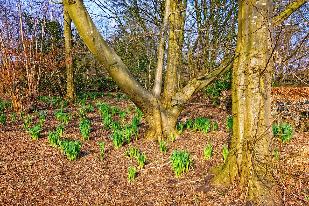 daffodil narcissus plant free photo