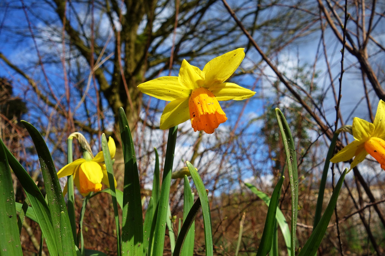 daffodil flower plant free photo