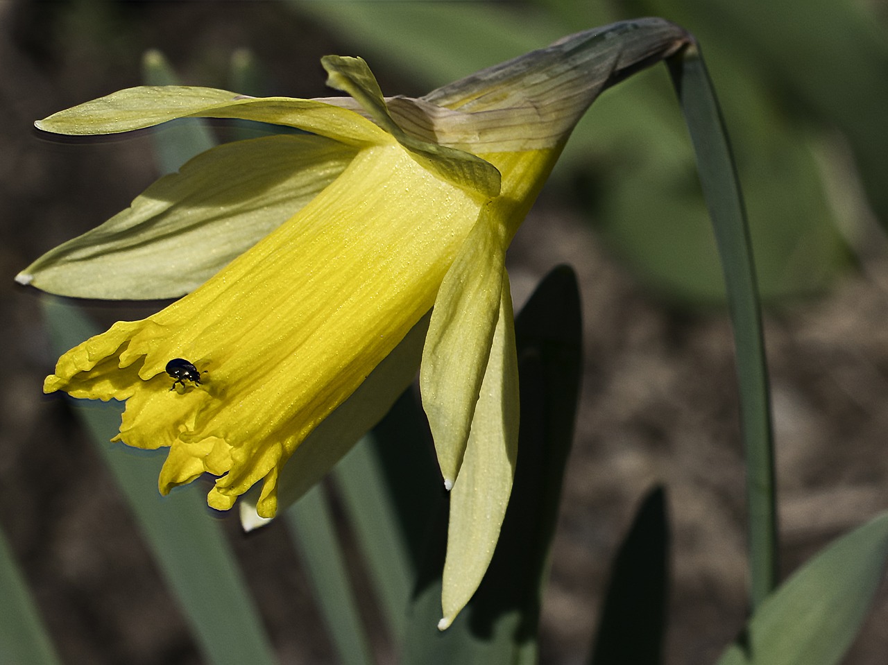 daffodil flower plant free photo