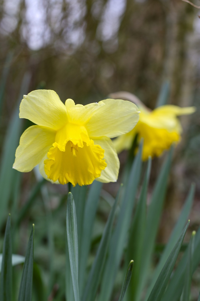 daffodil nature plant free photo