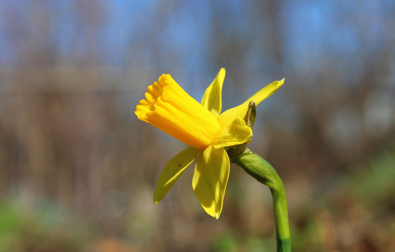 Желтые апрельские цветы