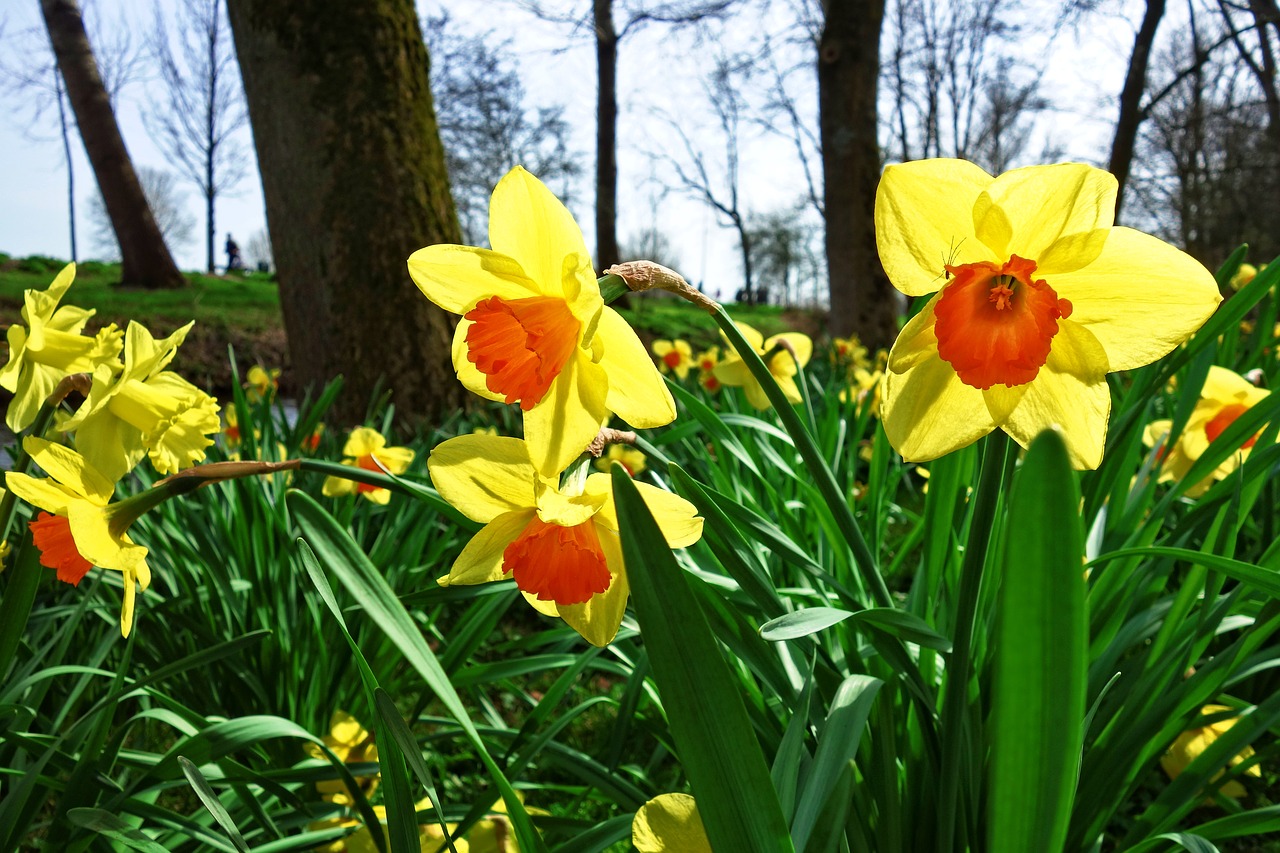 daffodil flower plant free photo