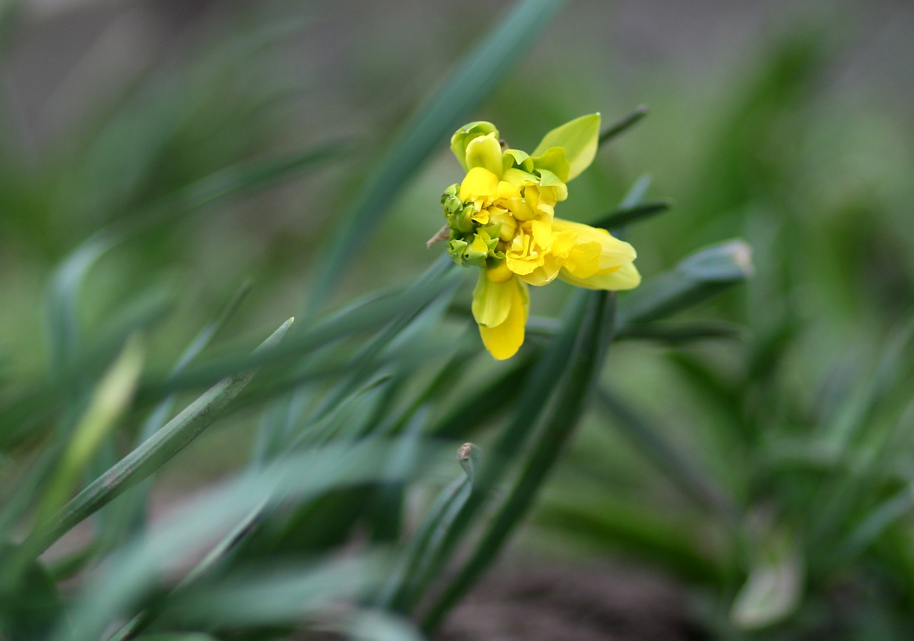 daffodil yellow flowers free photo