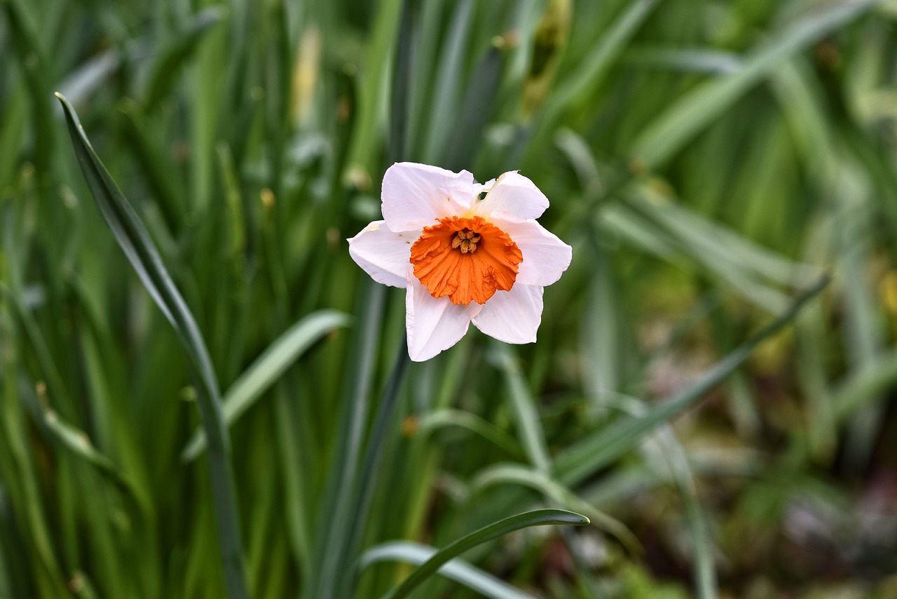 daffodil  flower  plant free photo