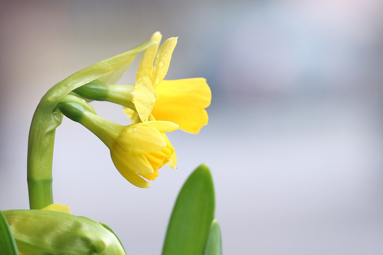 daffodil  flower bulbs  flower free photo