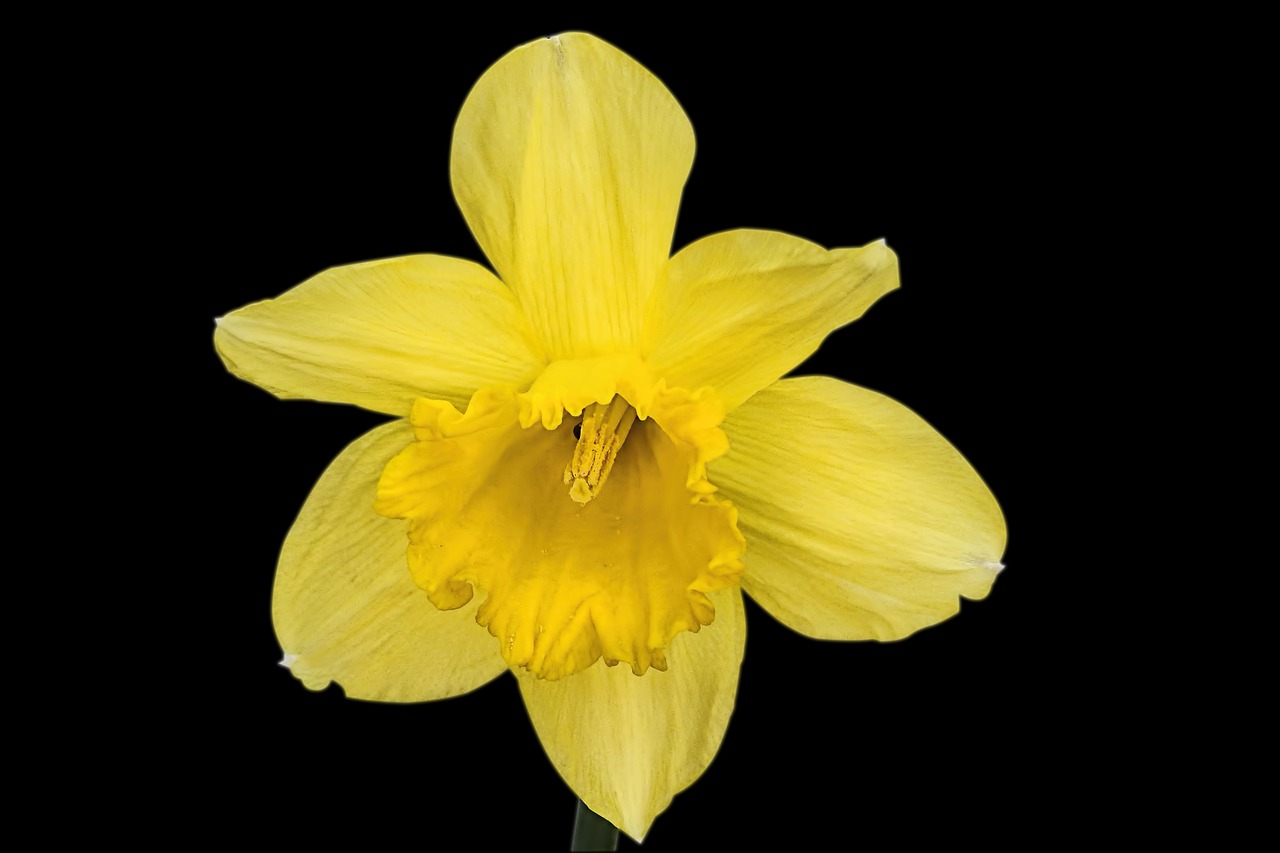 Бледно Желтый Нарцисс