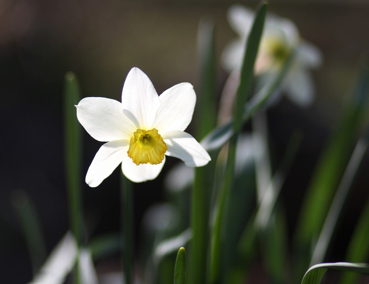 daffodil  flower  white free photo