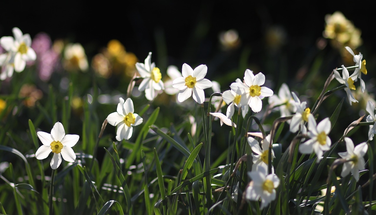 daffodil  flower  white free photo