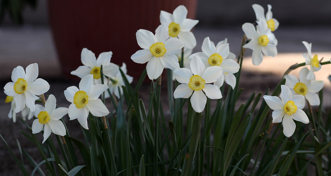 daffodil  flower  white free photo