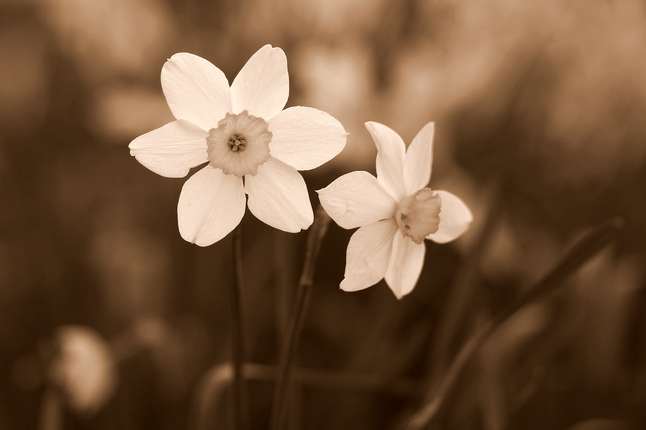 daffodil  flower  white free photo