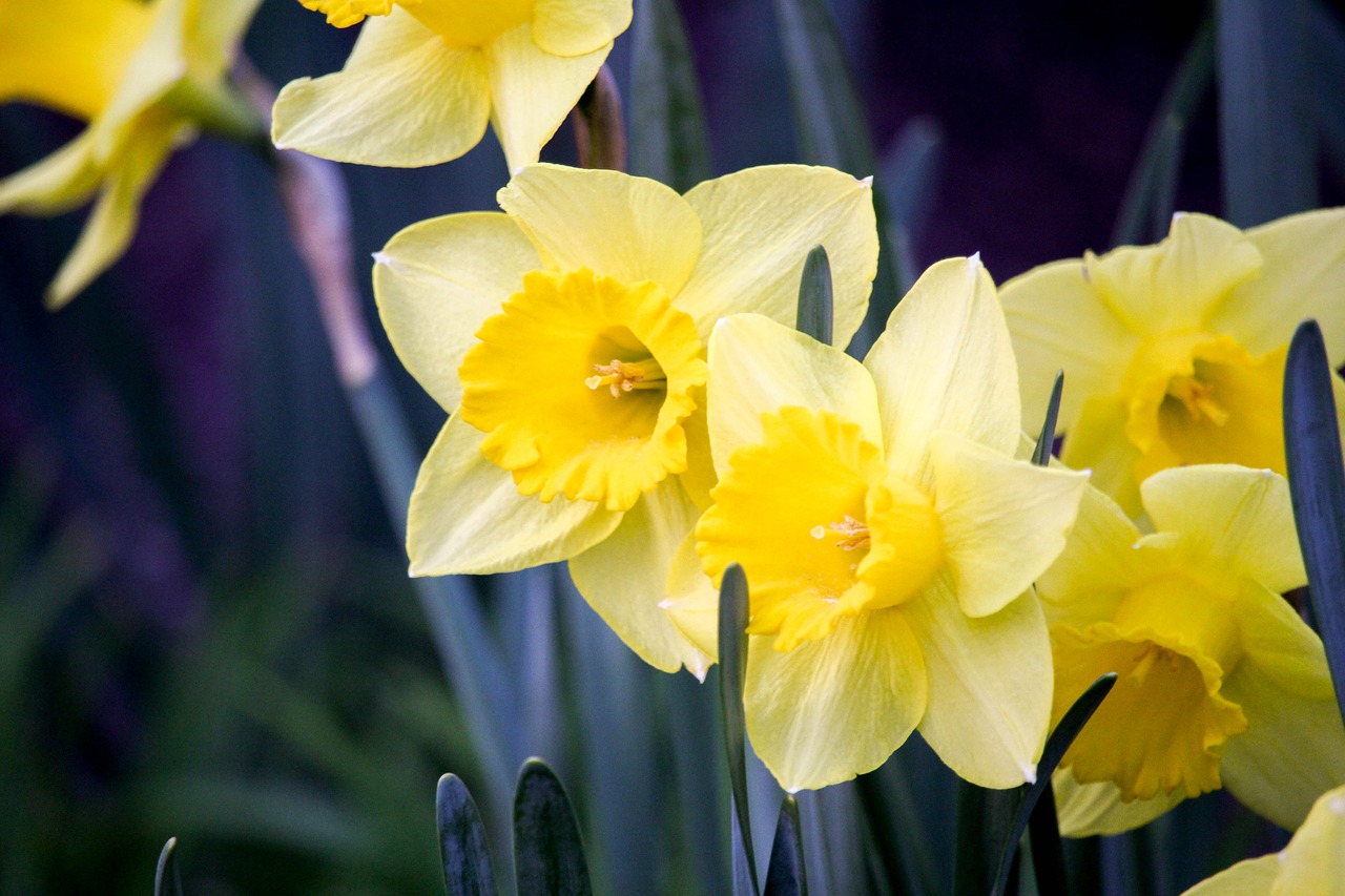 daffodil  narcissus  flower free photo